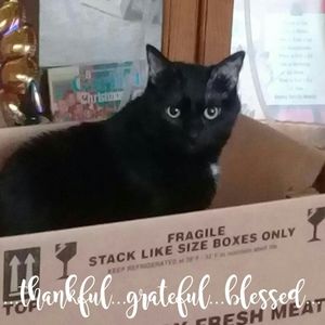 Meet your Posher, Patti